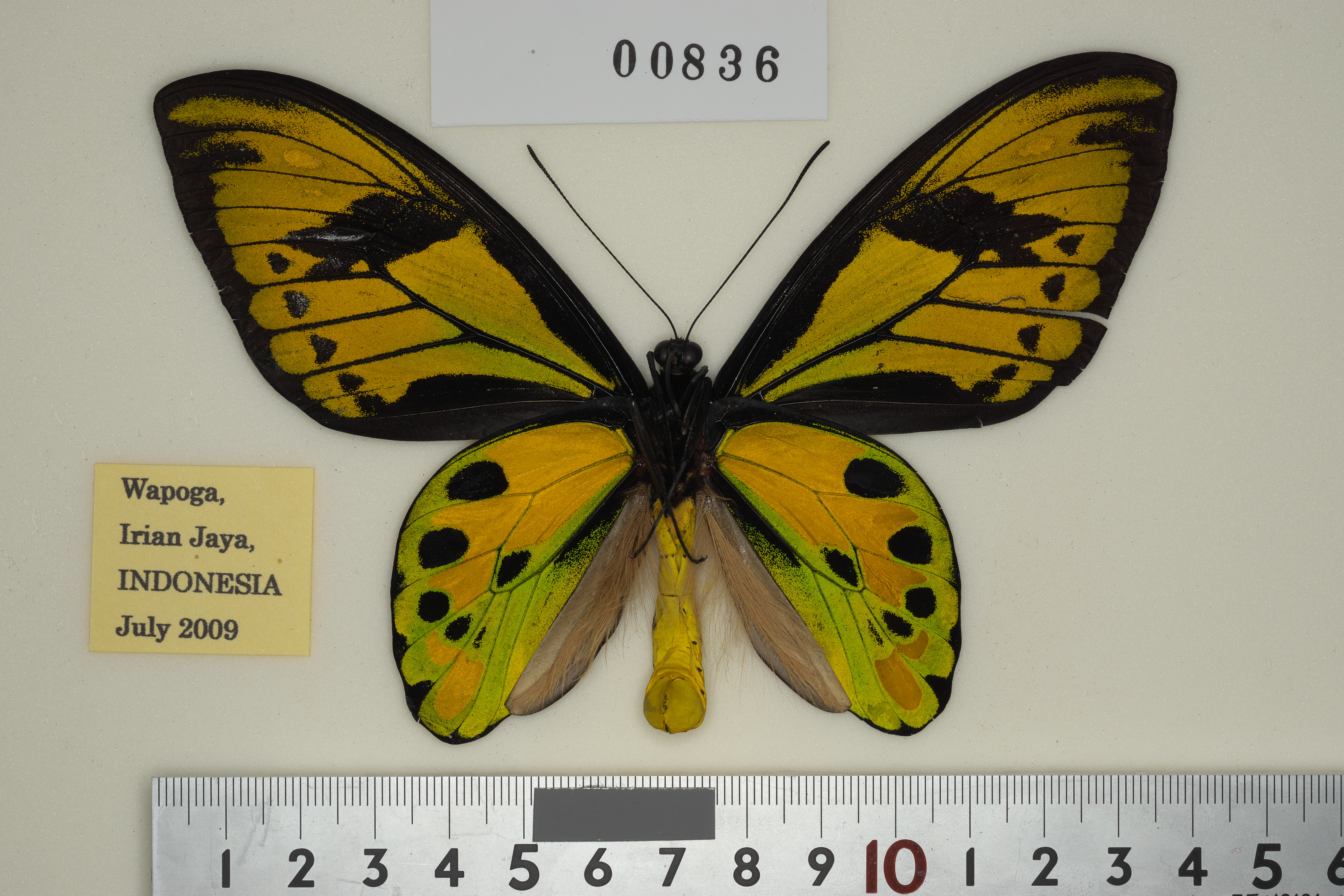 087-00836 | トリバネアゲハデジタル大図鑑（大屋崇コレクション）